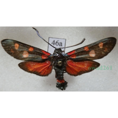 Zygaena ephialtes (Linnaeus, 1767) Kraśnik goryszowiec Czech46a
